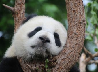 panda_panda_bear_sleep_rest_relax_china_mammal_bamboo-646909