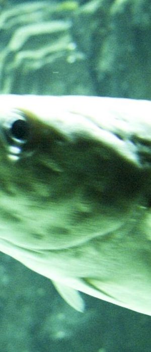 pike-fish-underwater