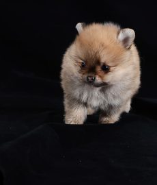 pomeranian-dog-brown-white-baby-breed