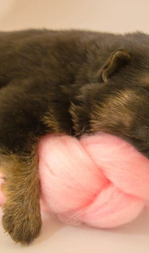 puppy-newborn-adorable-pet