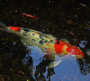 red-and-white-koi-fish-in-a-pond