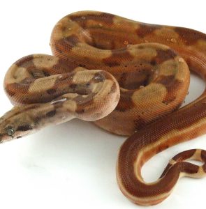 foto de serpiente boa constrictor