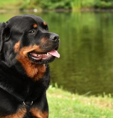 Foto en el pasto de un perro Rottweiler con la lengua afuera