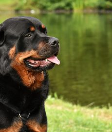 Foto en el pasto de un perro Rottweiler