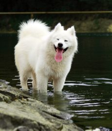 Perro samoyedo en el lago foto