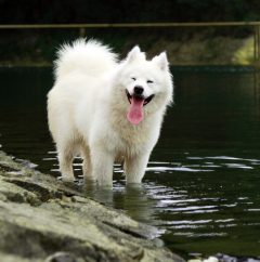 Perro samoyedo en el lago