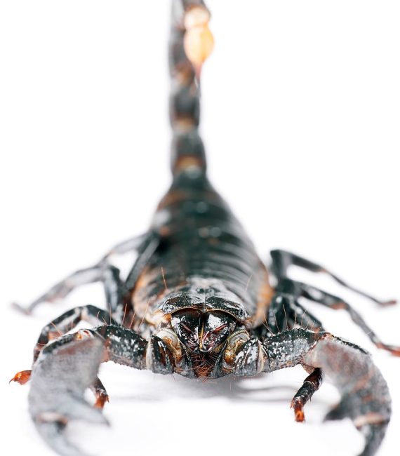 foto en excelente calidad y con fondo blanco de un escorpion de la muerte