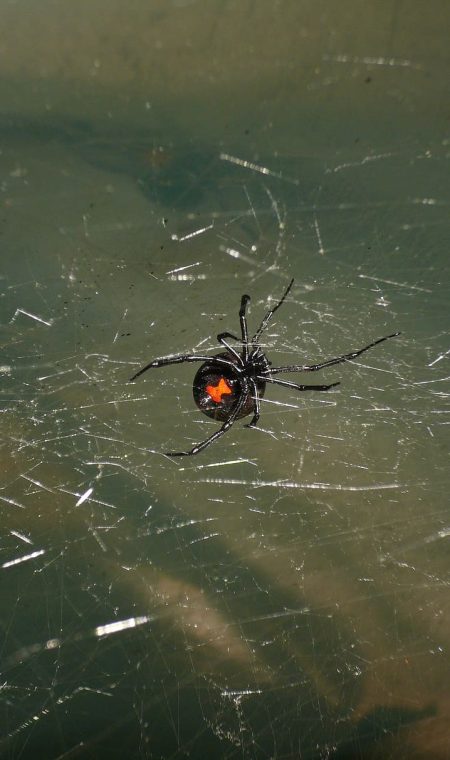 Araña viuda negra en tela araña