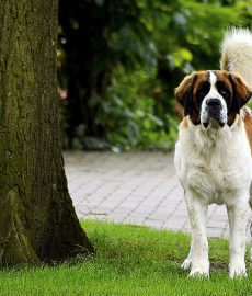 st-bernard-vigilant-dog-cute