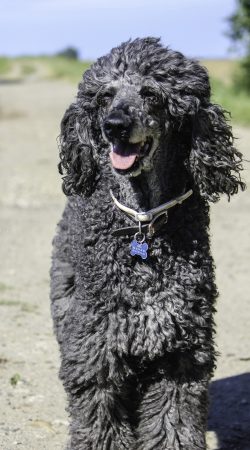 standard_poodle_older_standard_poodle_ungroomed_poodle_animal_casual_cheerful_happiness_happy-1283303.jpg!d