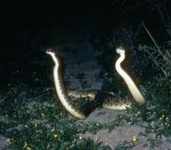 texas-diamondback-rattlesnakes-crotalus-astrox-725x511