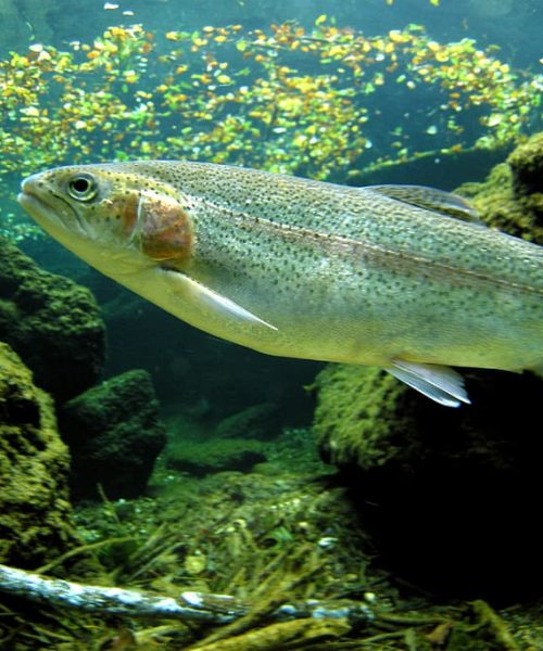 trout-rainbow