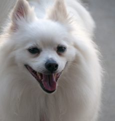 perro pomerania de color blanco