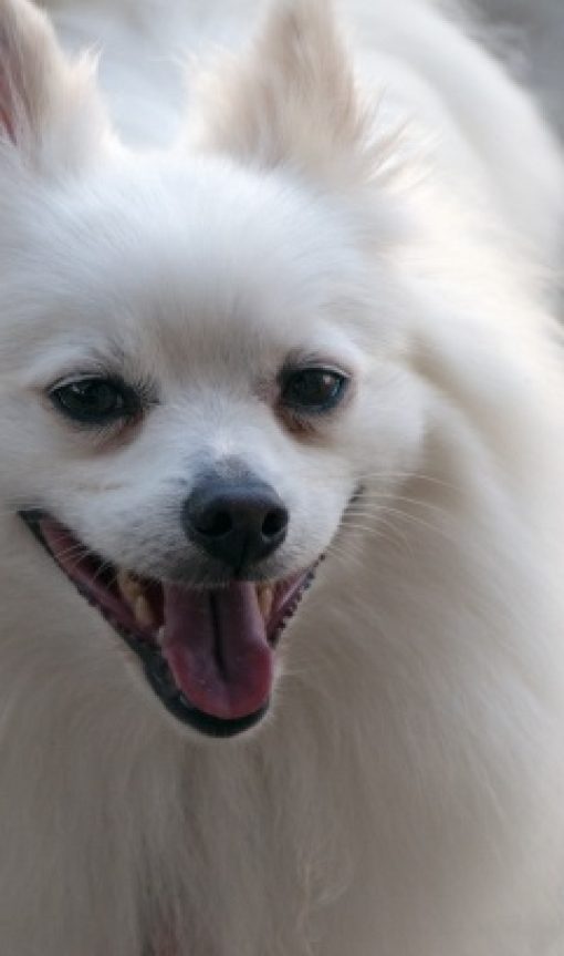 perro pomerania de color blanco